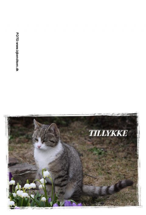 Tillykke