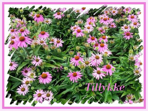 Tillykke